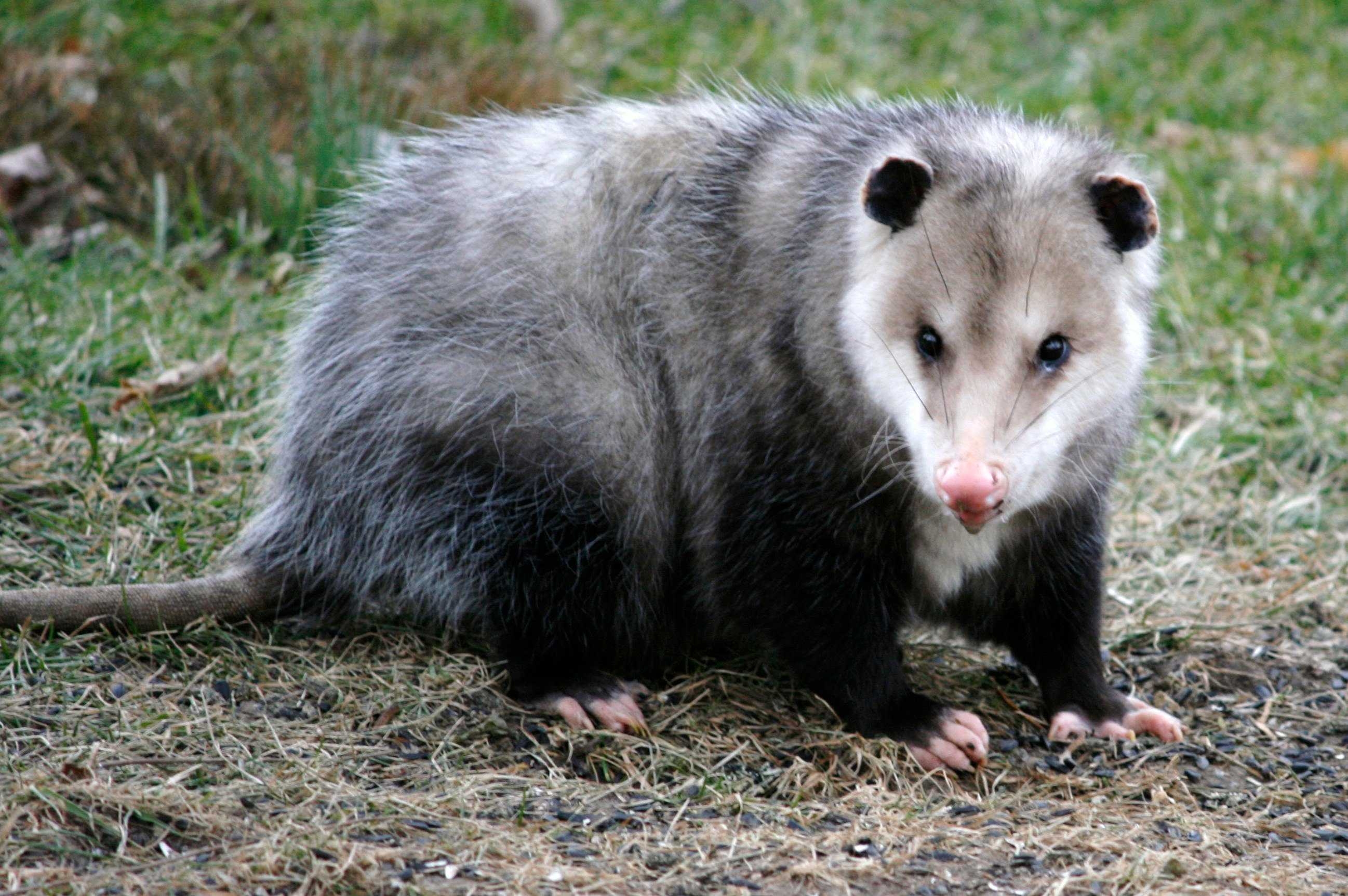 2600x1730 Picture Of Opossum Widescreen HD Image For Laptop Amazing Facts, Desktop