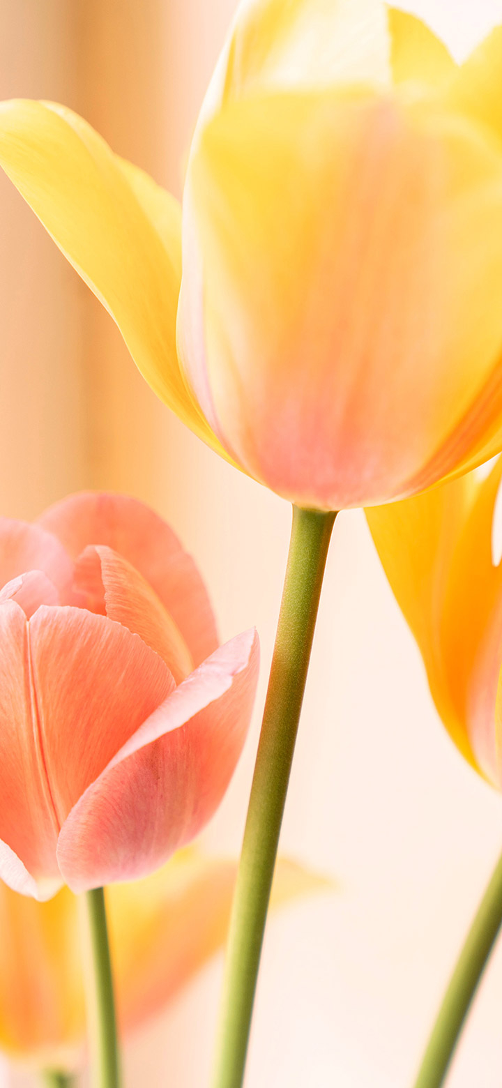 720x1560 Yellow Tulip Flowers In Bloom 4K Phone, Phone