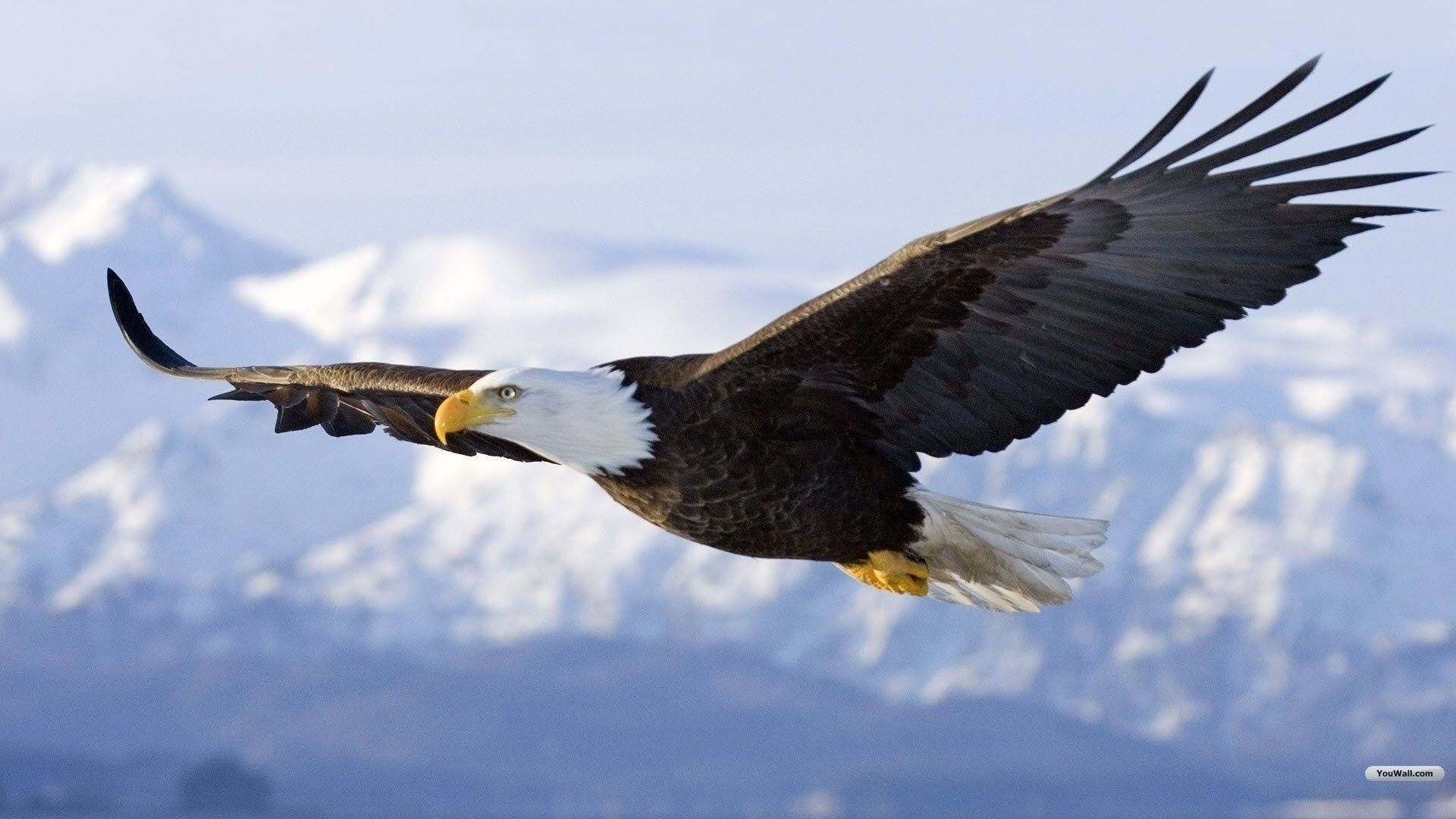 1920x1080 Flying Eagle Wallpaper, Desktop