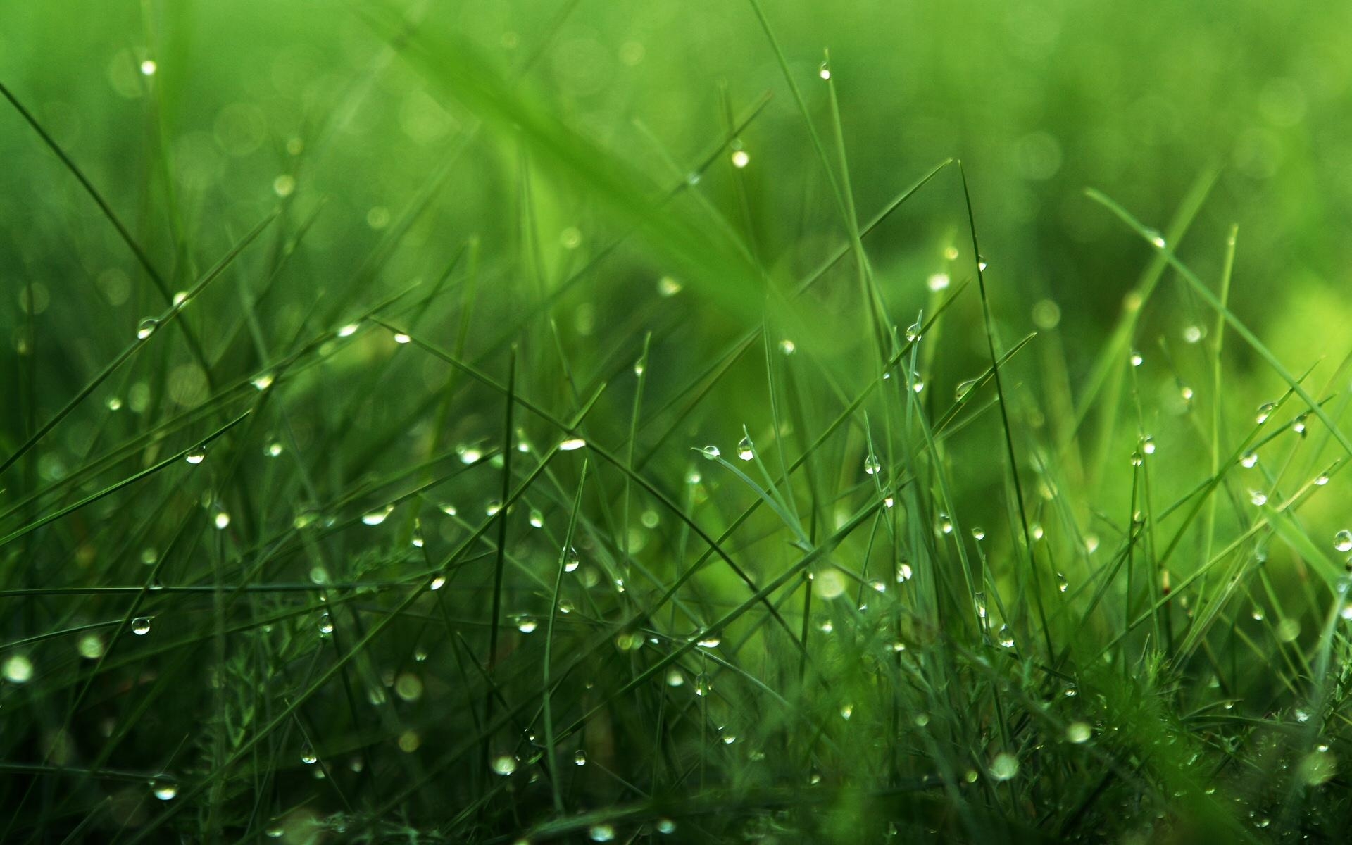 1920x1200 Grass Wallpaper 4 X 1200, Desktop