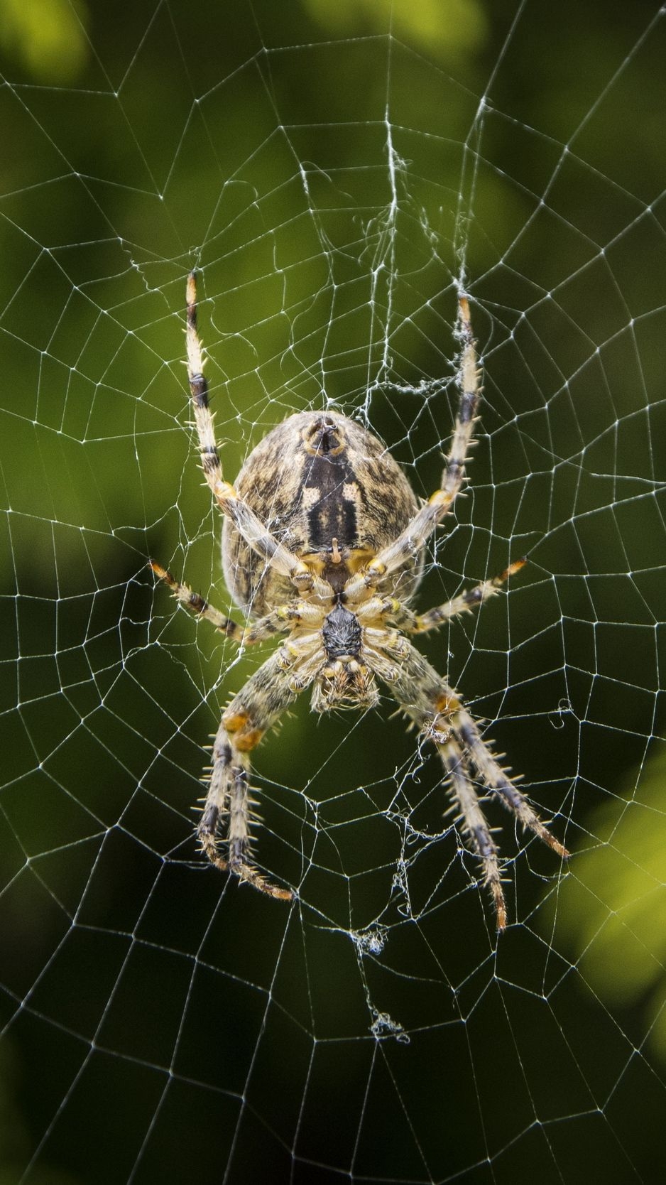 940x1670 Wallpaper Araneus Diadematus, Spider, Web, European, Phone