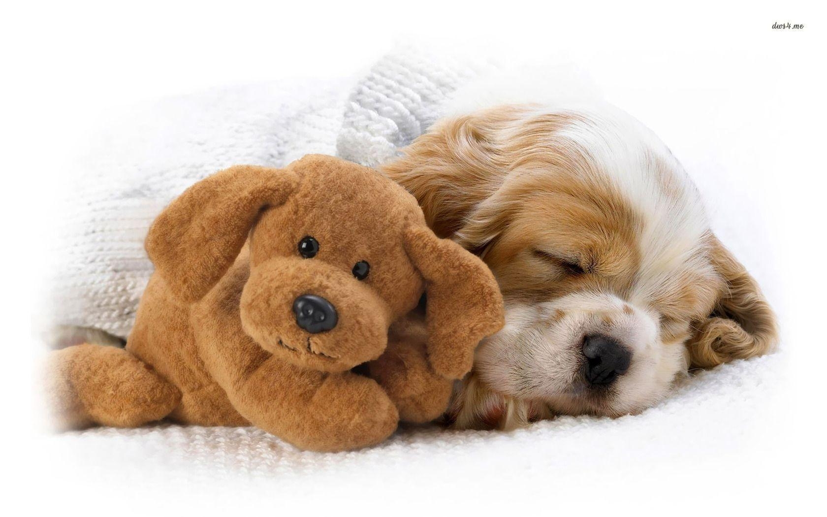 1680x1050 Sleeping puppy wallpaper wallpaper - #, Desktop