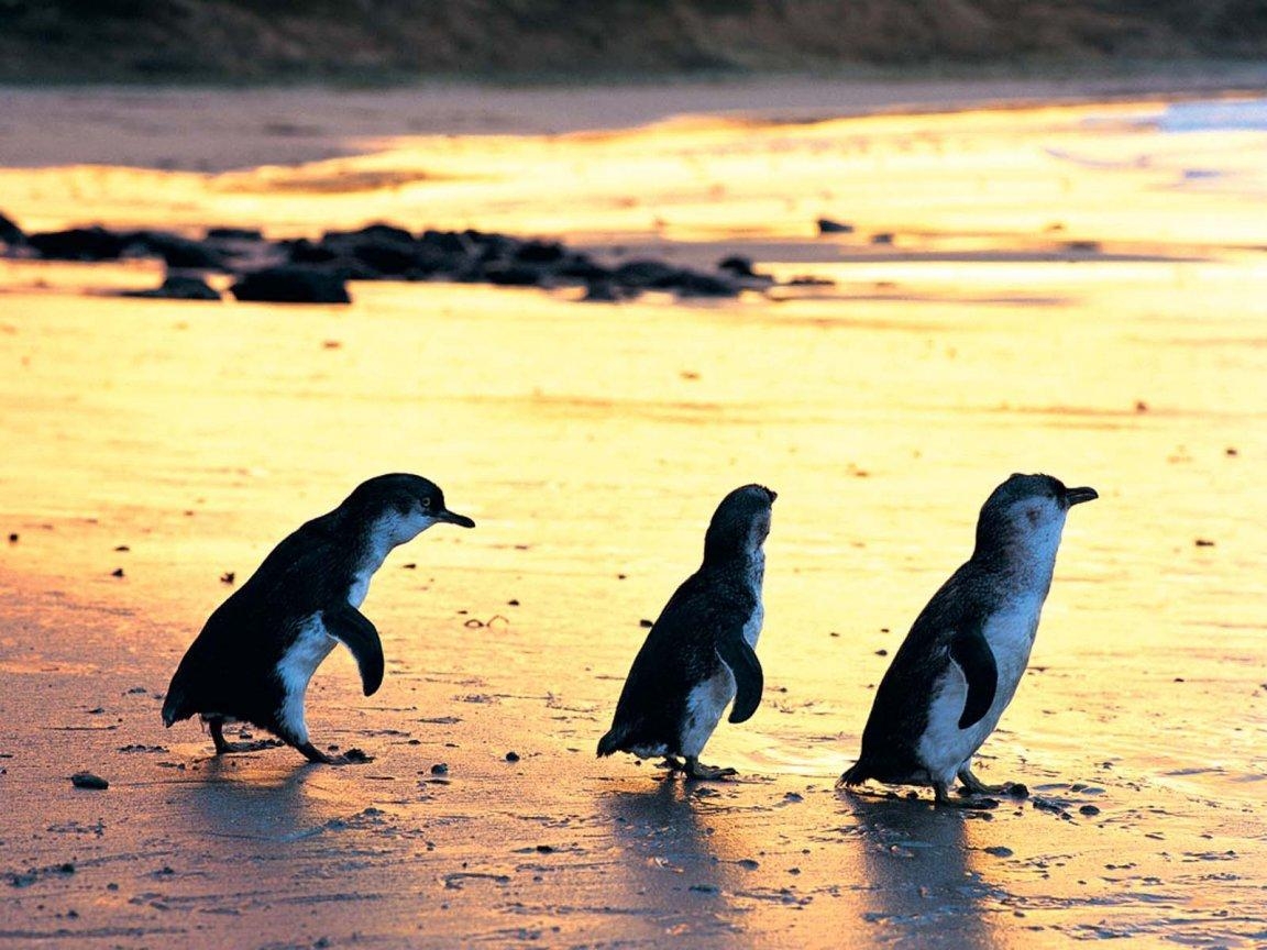 1160x870 Penguins  Wallpaper, Phillip Island  Wallpaper, Desktop