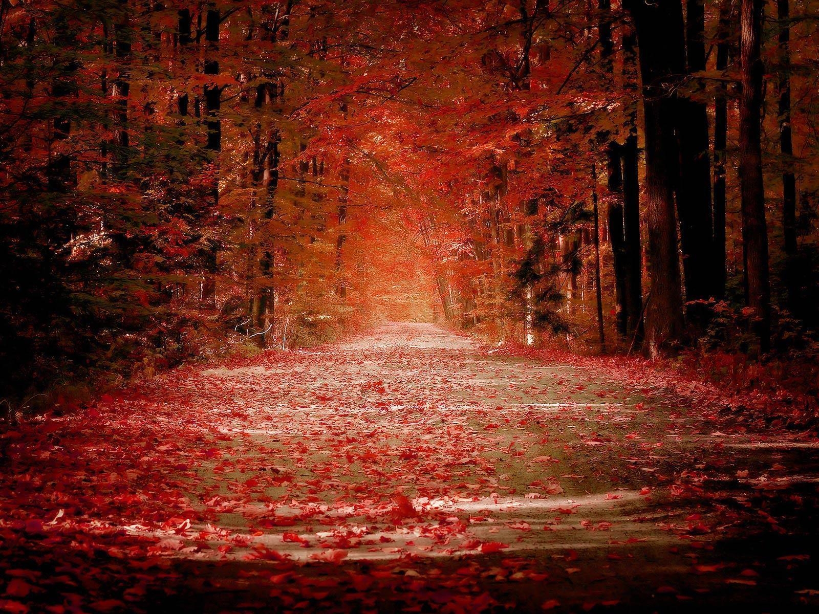 1600x1200 Red Fall Leaves Wallpaper, Desktop