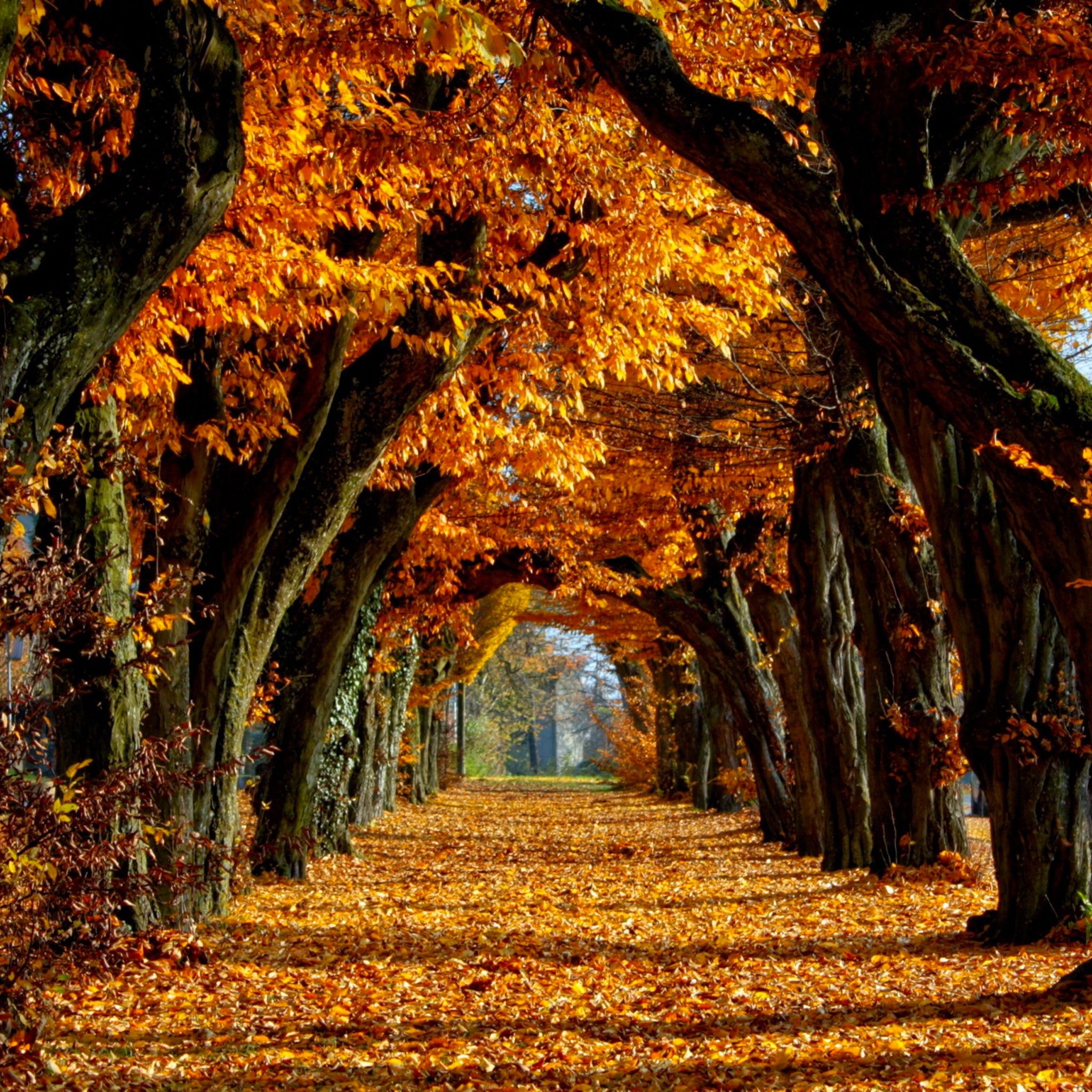 2050x2050 Autumn Autumn 3wallpaper iPad Autumn Autumn iPad For Fall HD Wallpaper, Phone