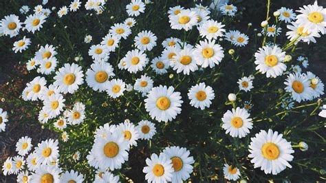 480x270 Cute Daisy Wallpaper.line.17qq.com, Desktop