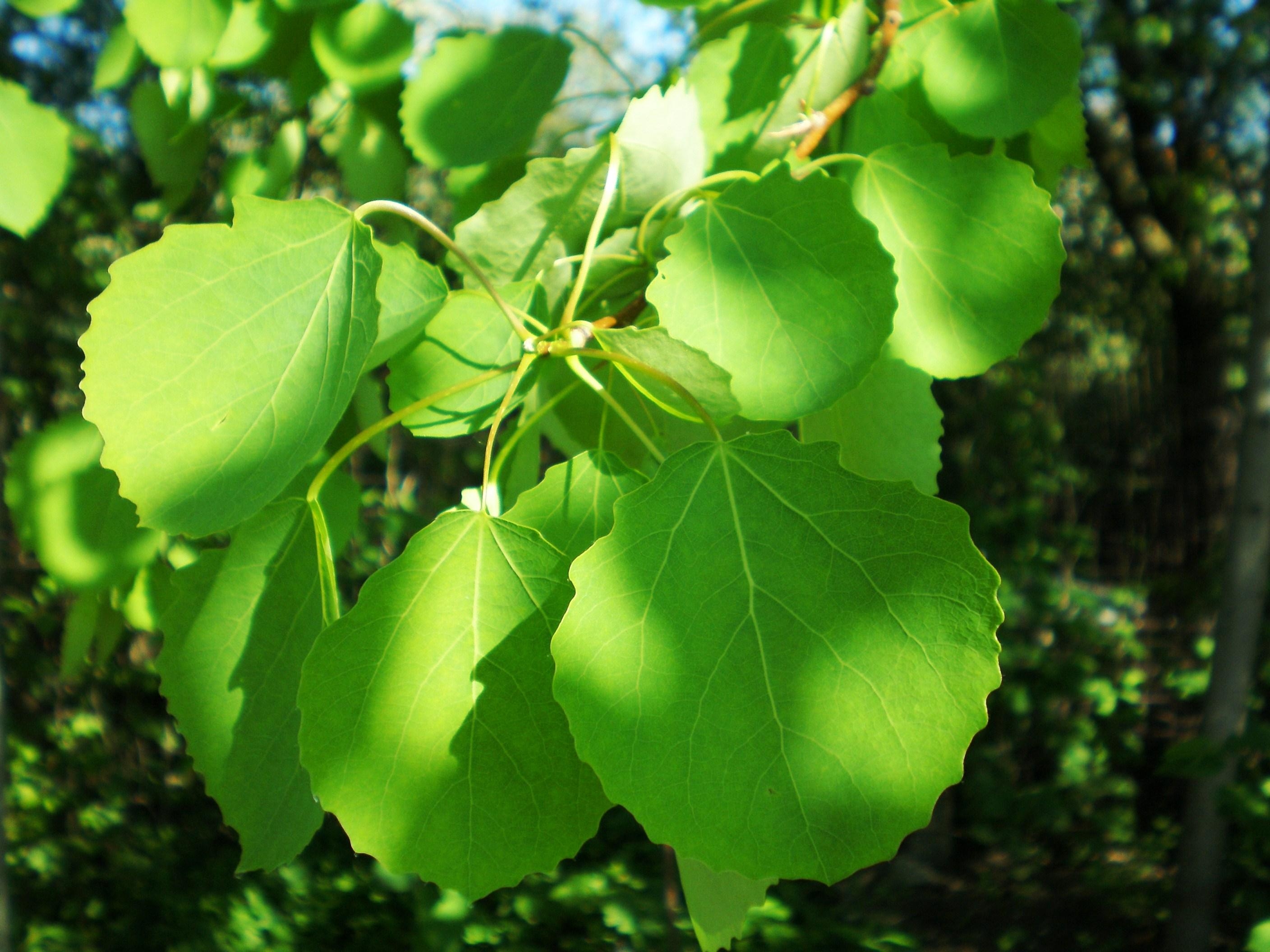 2820x2120 Populus tremula, Desktop