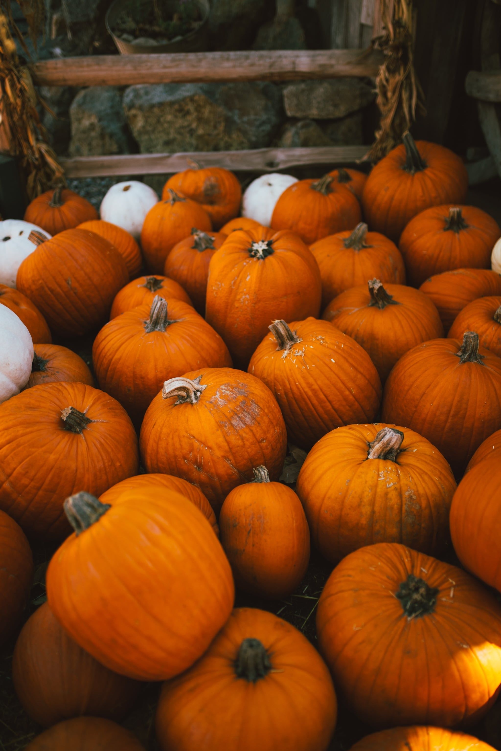 2050x3080 Pumpkin Patch iPhone Wallpaper Fall iPhone Wallpaper That'll Instantly Make You Feel Cozy, Phone