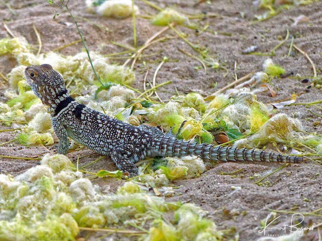 1030x770 Unusual and Beautiful Geckos, Swifts and Reptiles, Desktop