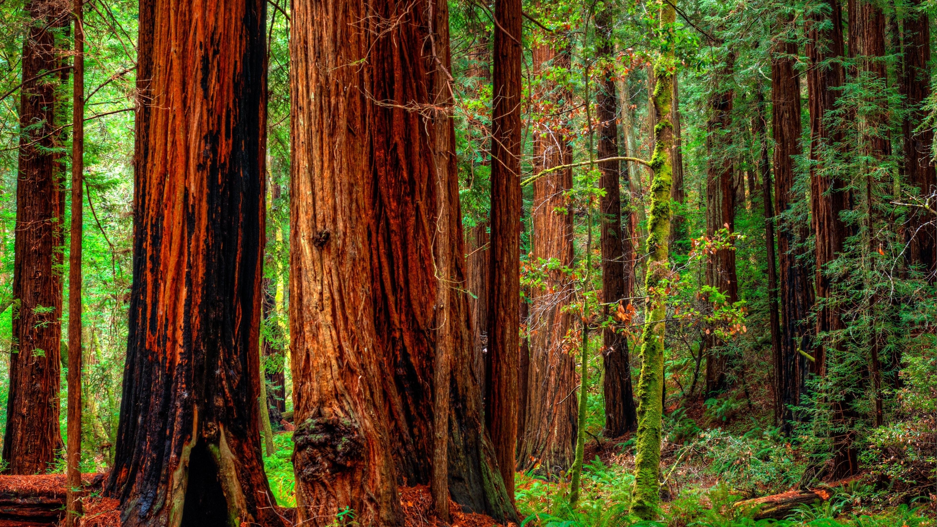 3840x2160 Forest Trees In Jedediah Smith Redwoods State Park City, Desktop