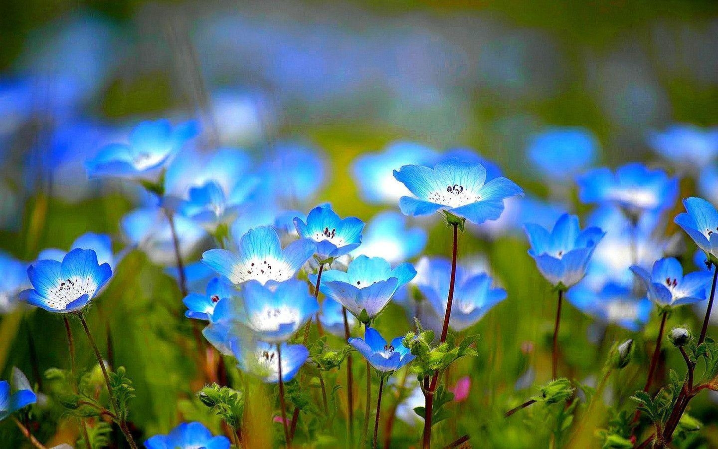 1440x900 Wildflower Wallpaper Free Download 12669 Full HD Wallpaper Desktop, Desktop