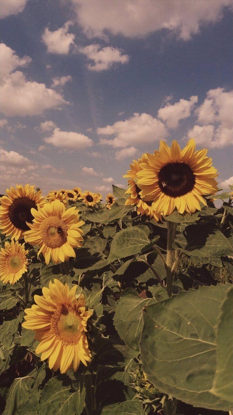 750x1340 Sunflower Aesthetic Wallpaper, Phone