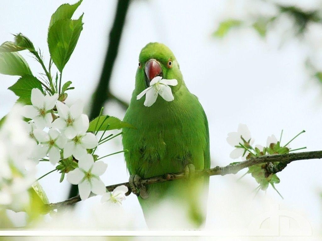 1030x770 Green Parrot Wallpaper Desktop Background, Desktop