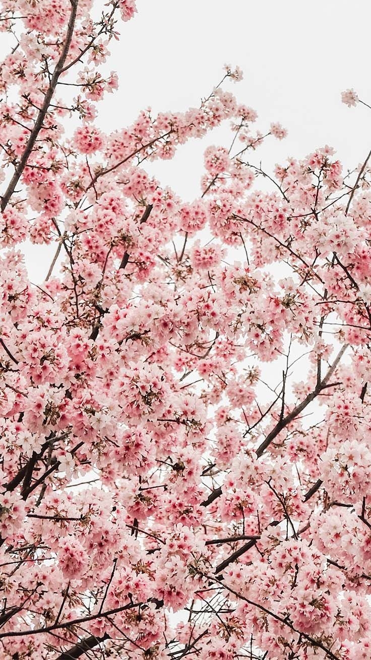 740x1310 Pretty Springtime iPhone Wallpaper. Preppy Wallpaper. Preppy wallpaper, iPhone wallpaper vintage, Pink wallpaper iphone, Phone