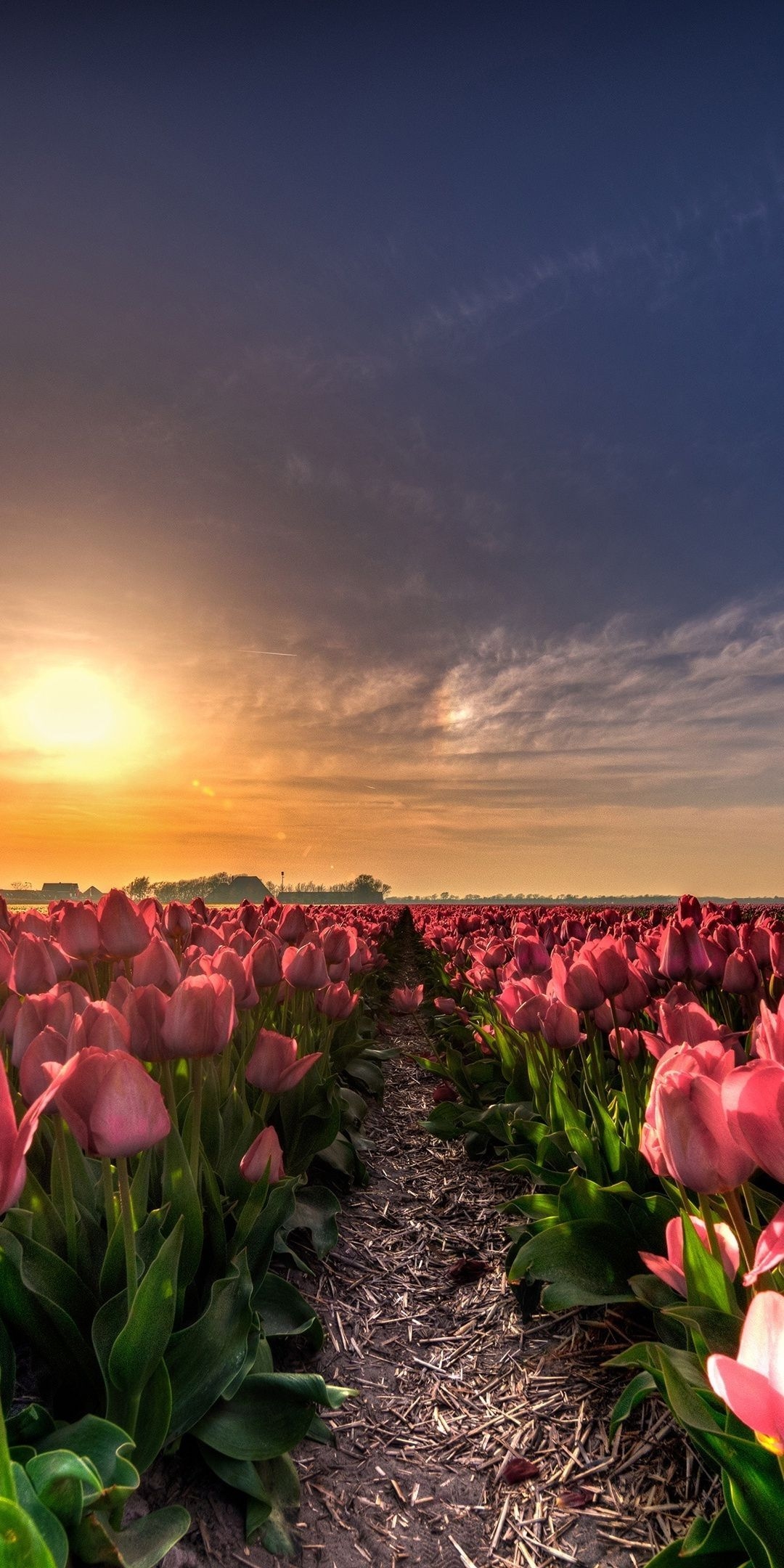 1080x2160 Farm, flowers, tulip, sunset,  wallpaper. Field, Phone