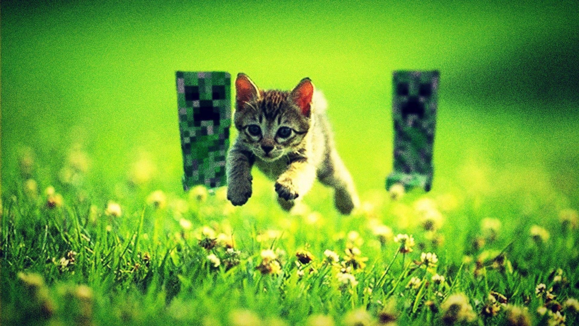 1920x1080 cats, funny, Minecraft, running, running away wallpaper, Desktop