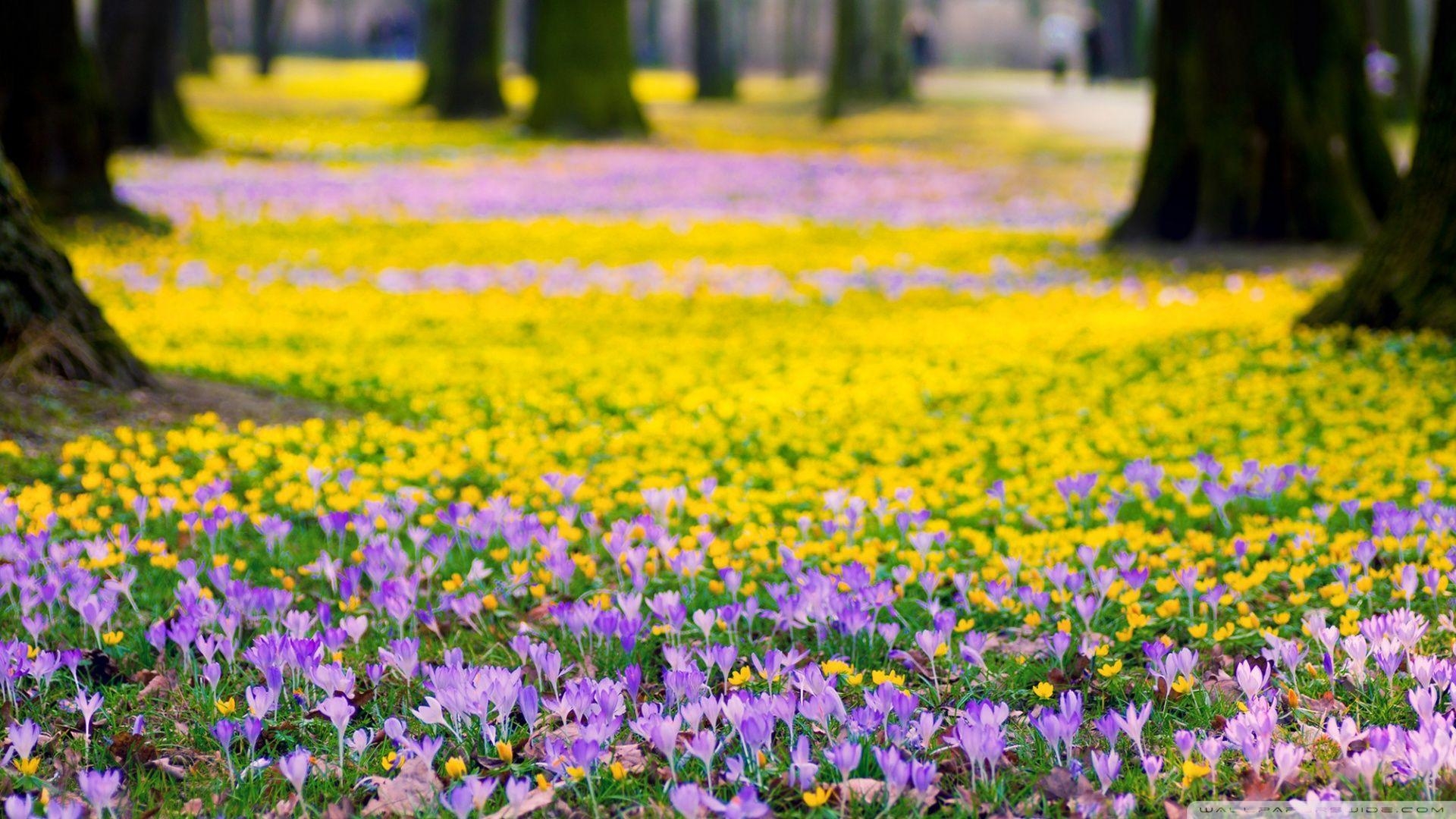 1920x1080 Spring Flowers Meadow HD Desktop Wallpaper Flowers 4k, Desktop