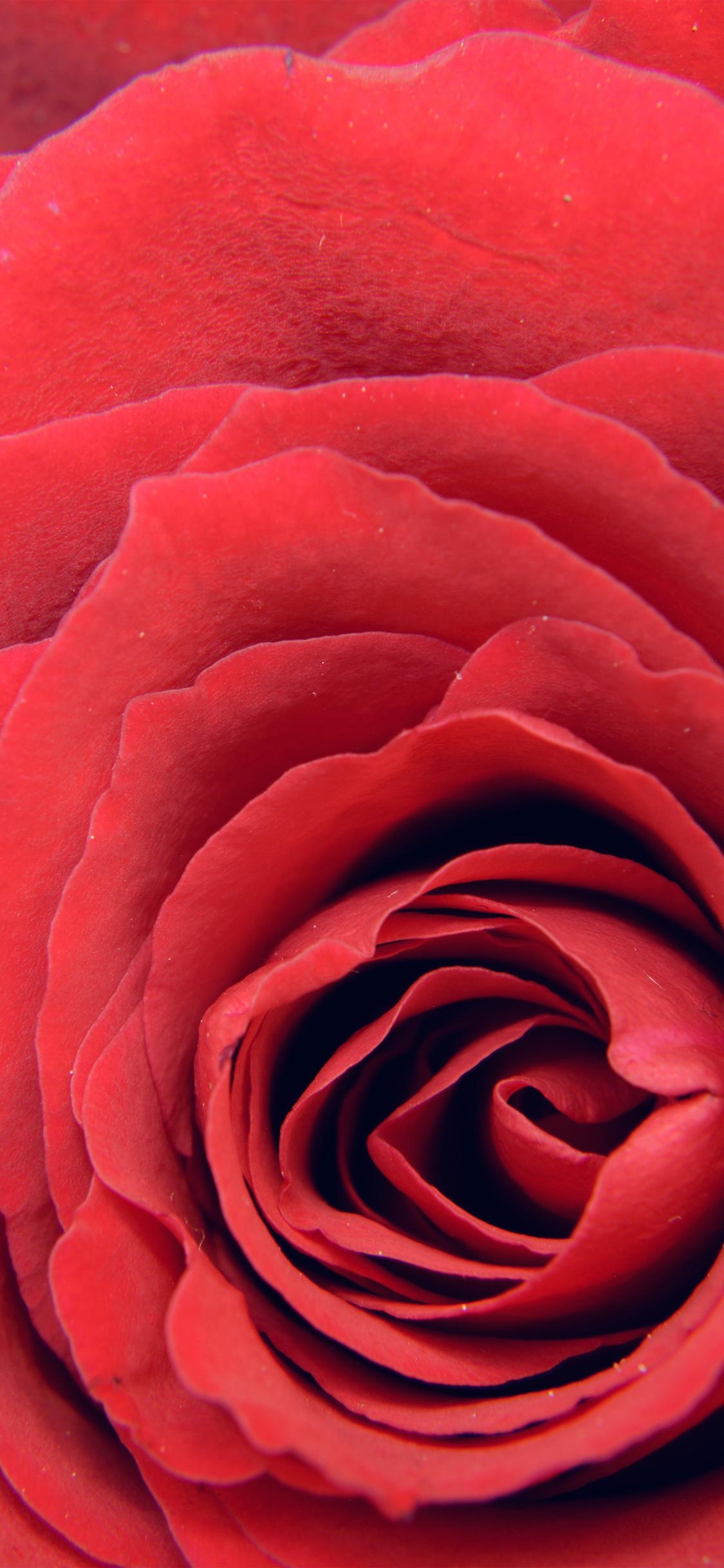 1130x2440 iPhone X wallpaper. rose red flower, Phone