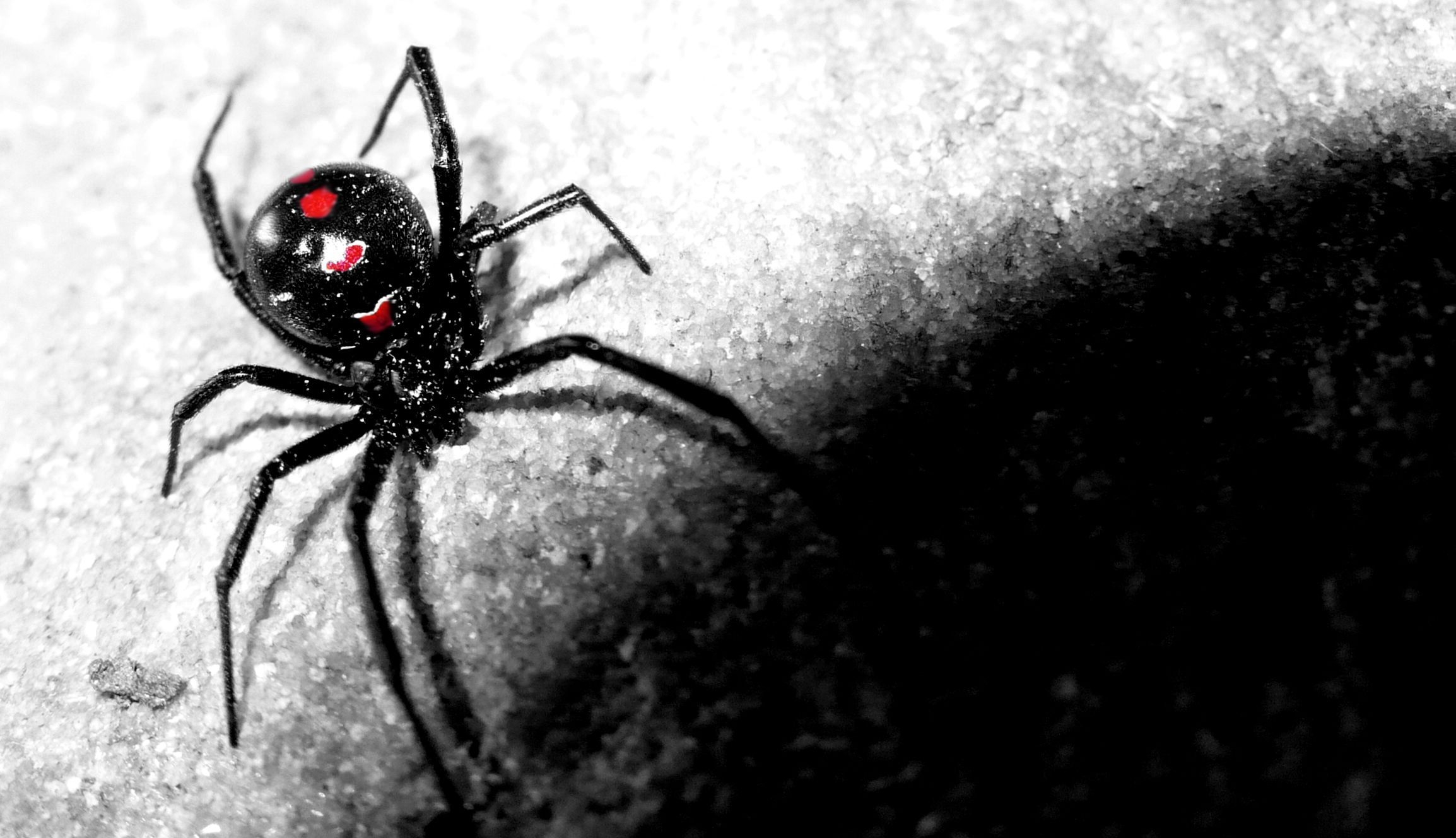 2310x1330 Realistic Spider Wallpaper Free Realistic Spider Background, Desktop