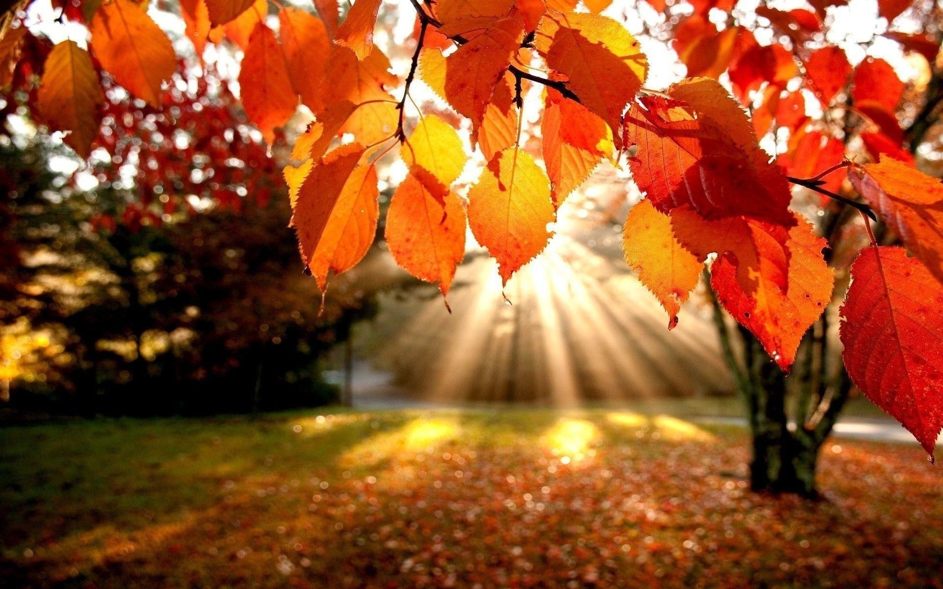 1920x1200 Autumn Aesthetic Wallpaper  55967, Desktop