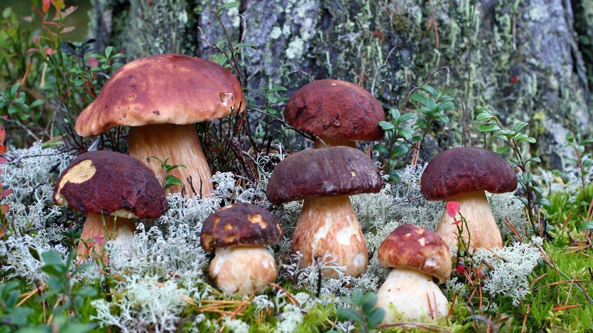 1920x1080 Family porcini mushrooms wallpaper and image, Desktop