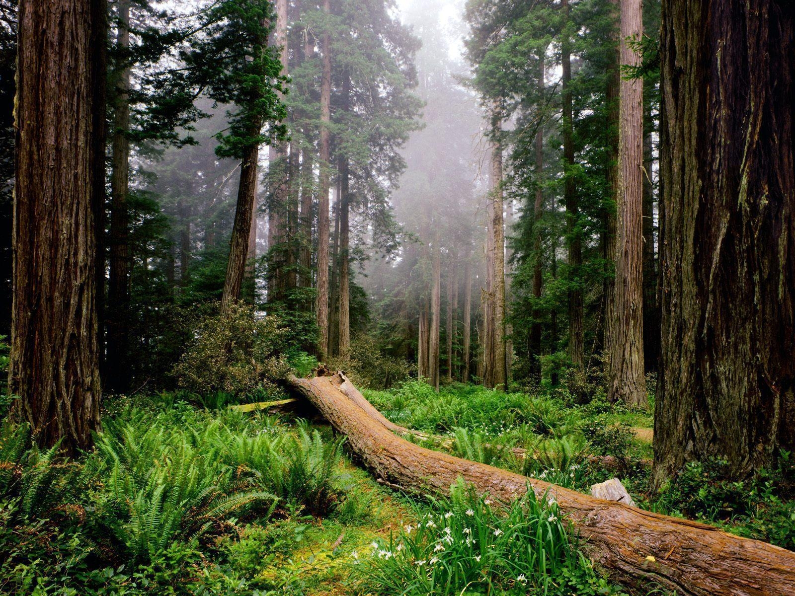 1600x1200 Redwood national forest park free desktop background, Desktop