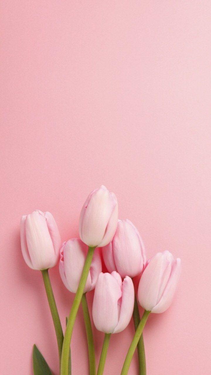 720x1280 Flauars flower blumen wallpaper. Nature iphone wallpaper, Pink, Phone