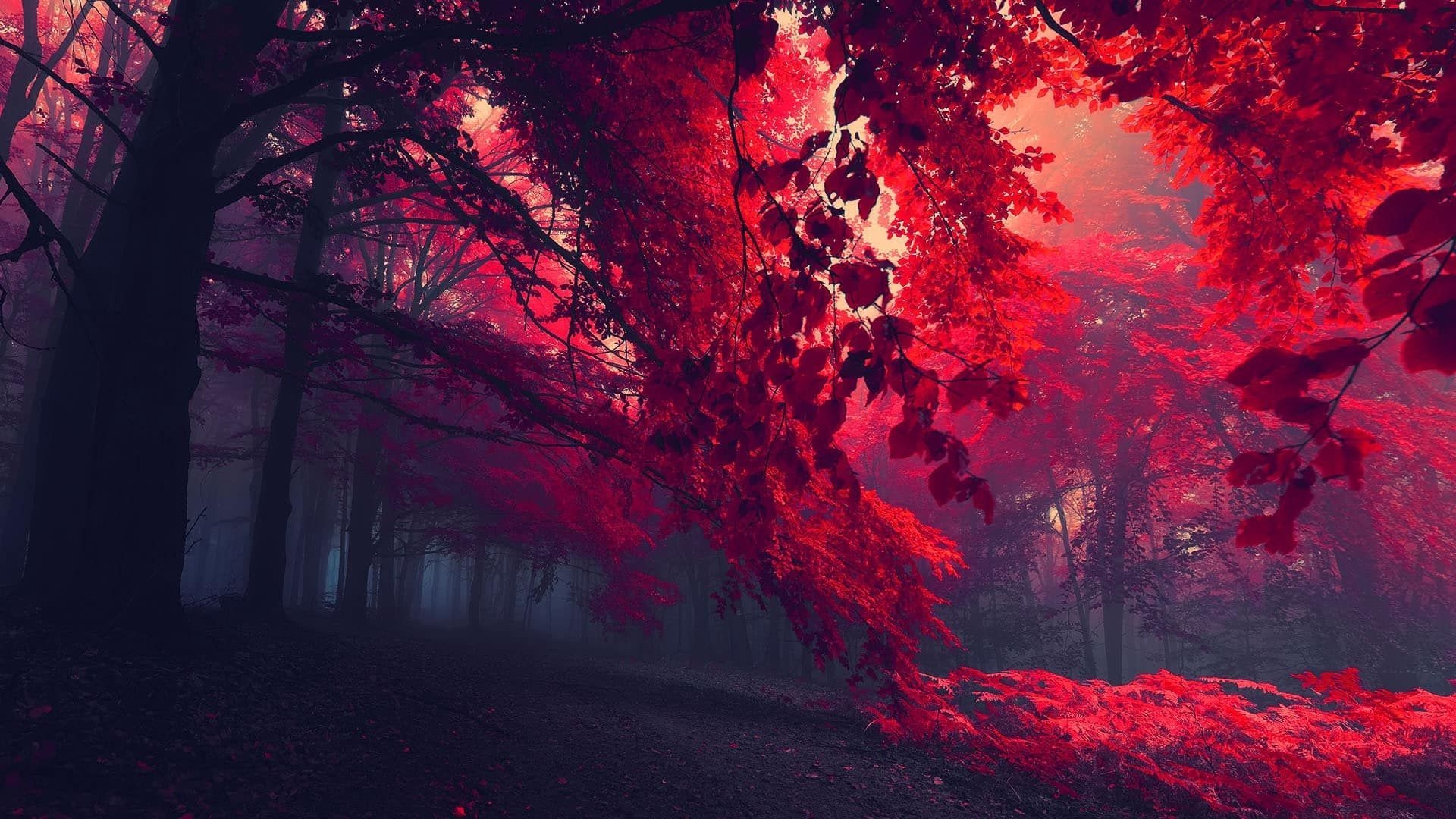 1920x1080 Dark Autumn [1920 x 1080]. Forest wallpaper, Tree HD wallpaper, Scenery, Desktop