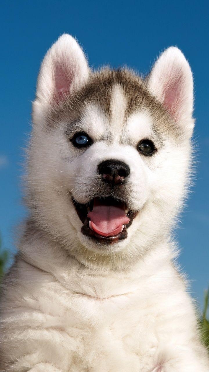 720x1280 best Huskies image. Siberian huskies, Animals, Phone