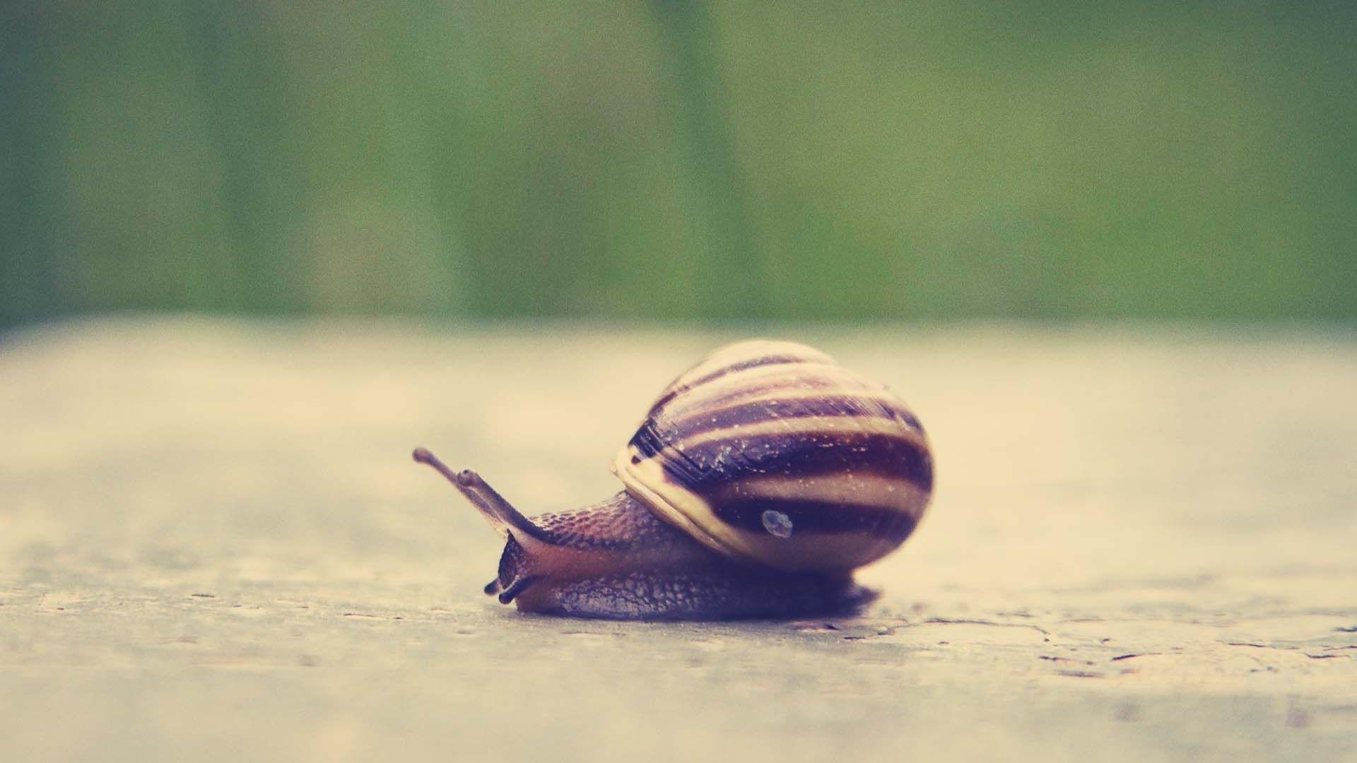 1920x1080 Snails And Mollusks Wallpaper, DeskK High Quality Image, W, Desktop