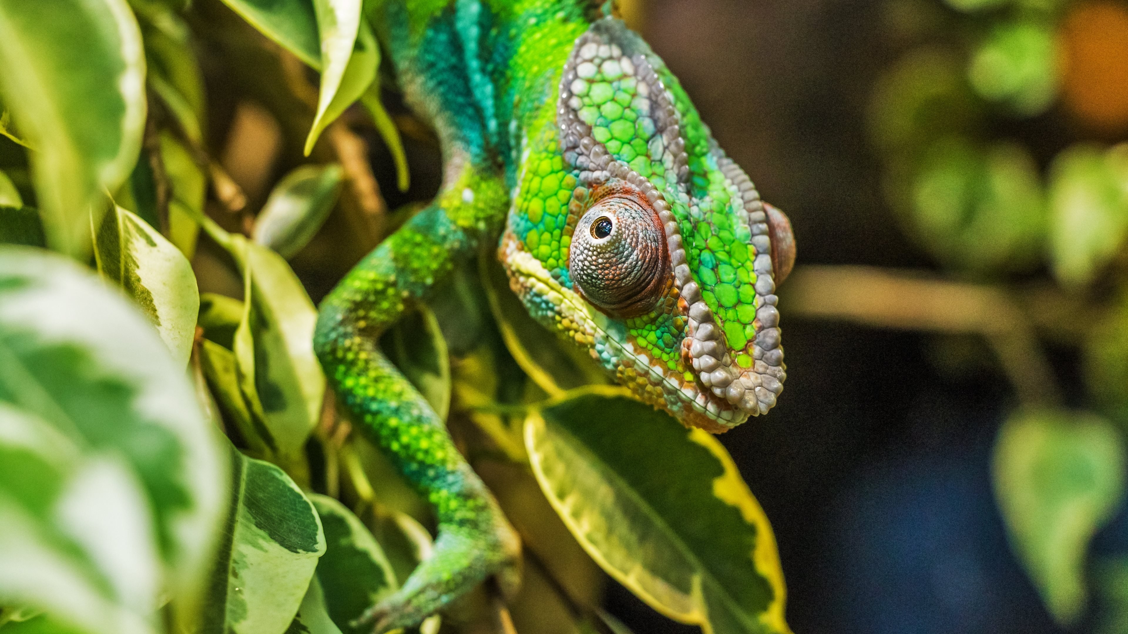 3840x2160 Chameleon Wallpaper, Picture, Image, Desktop