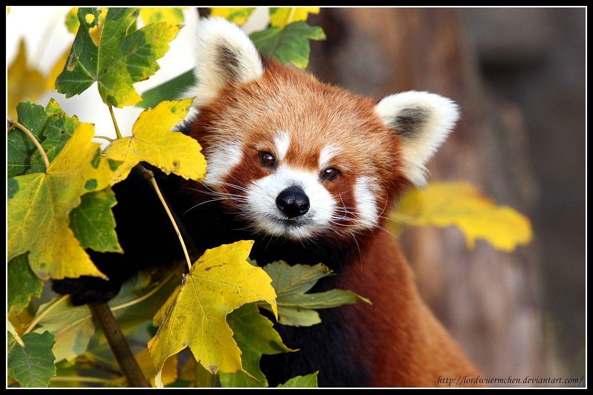 1200x800 Baby Red Panda Wallpaper, Desktop