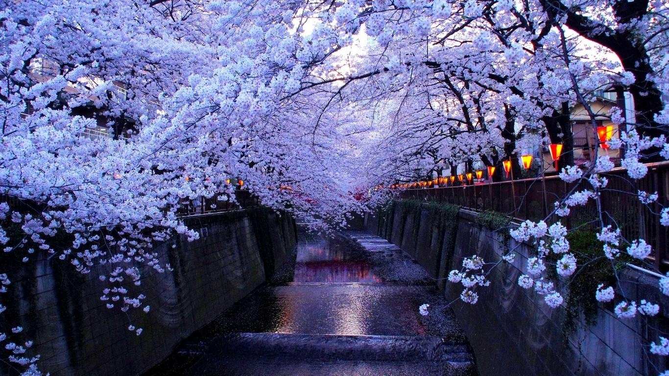 1370x770 Cherry Blossom In Tokyo HD Wallpaper. Wallpaper Studio 10, Desktop