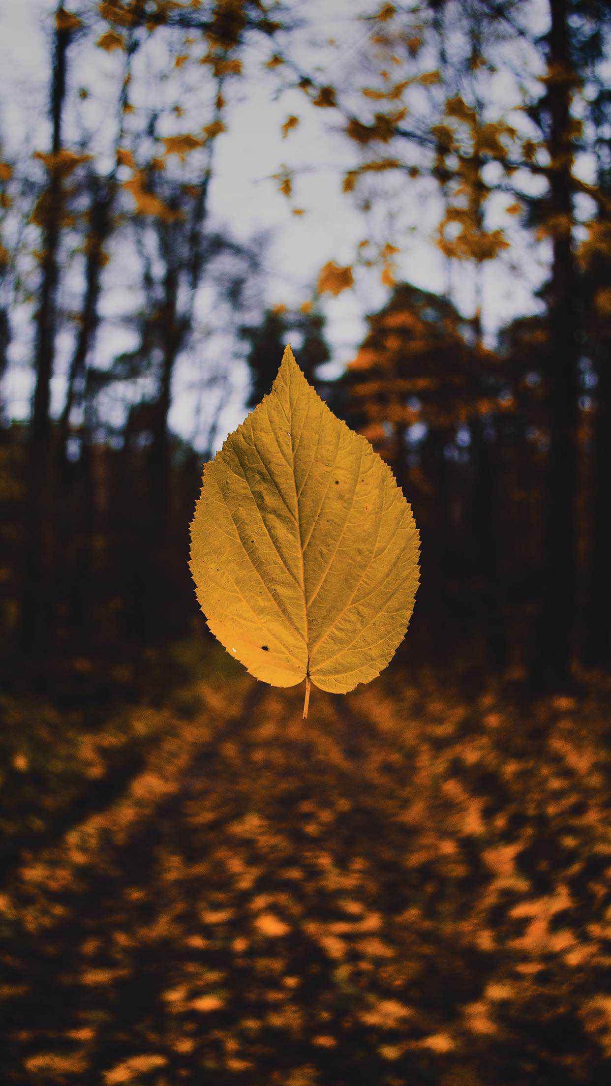 1250x2210 iPhone Xr Wallpaper Autumn, Phone