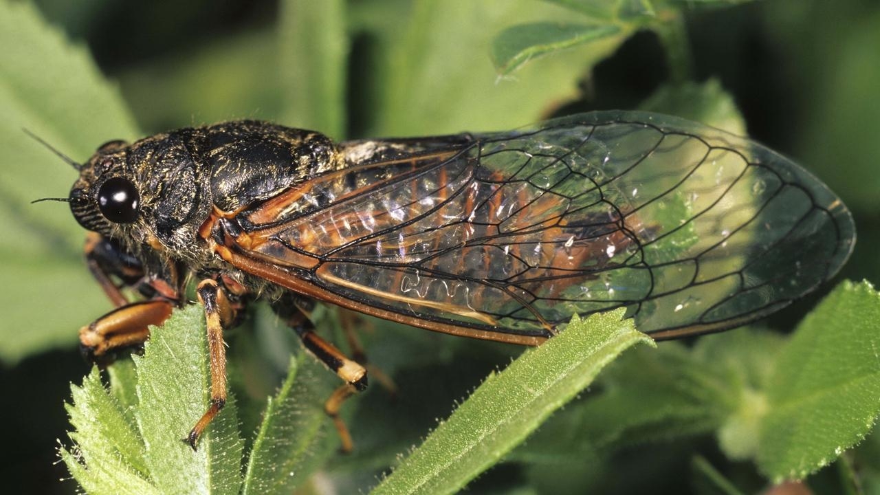 1280x720 Download wallpaper  insect, leaf, wings hd, hdv, Desktop