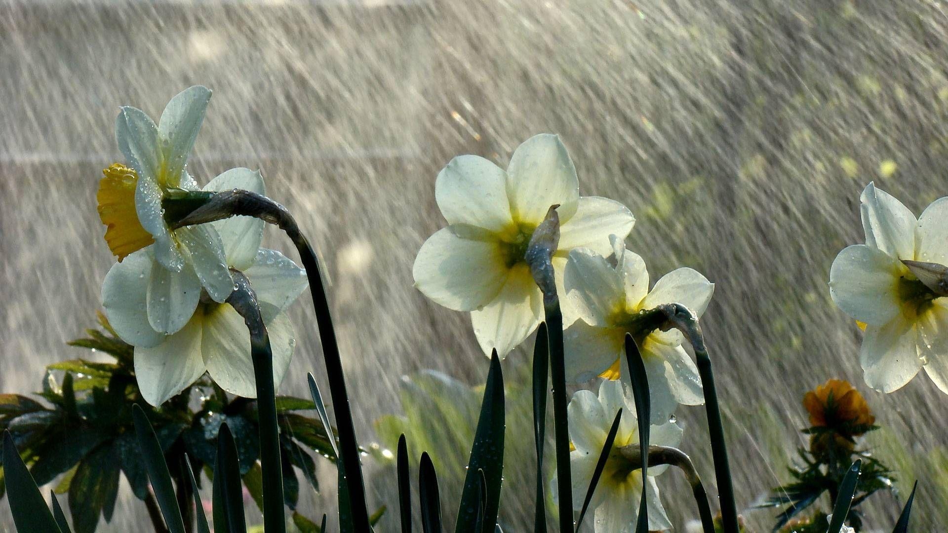 1920x1080 Rainy Flowers Wallpaper 17250  px, Desktop