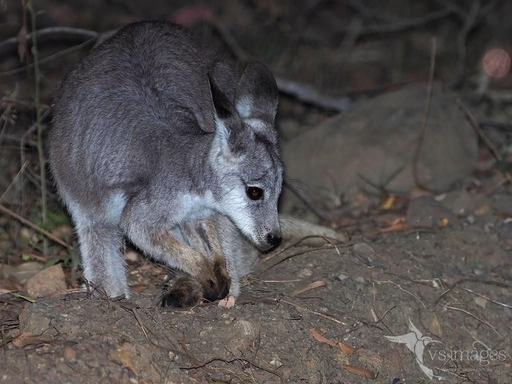 1030x770 Common Wallaroo, Desktop