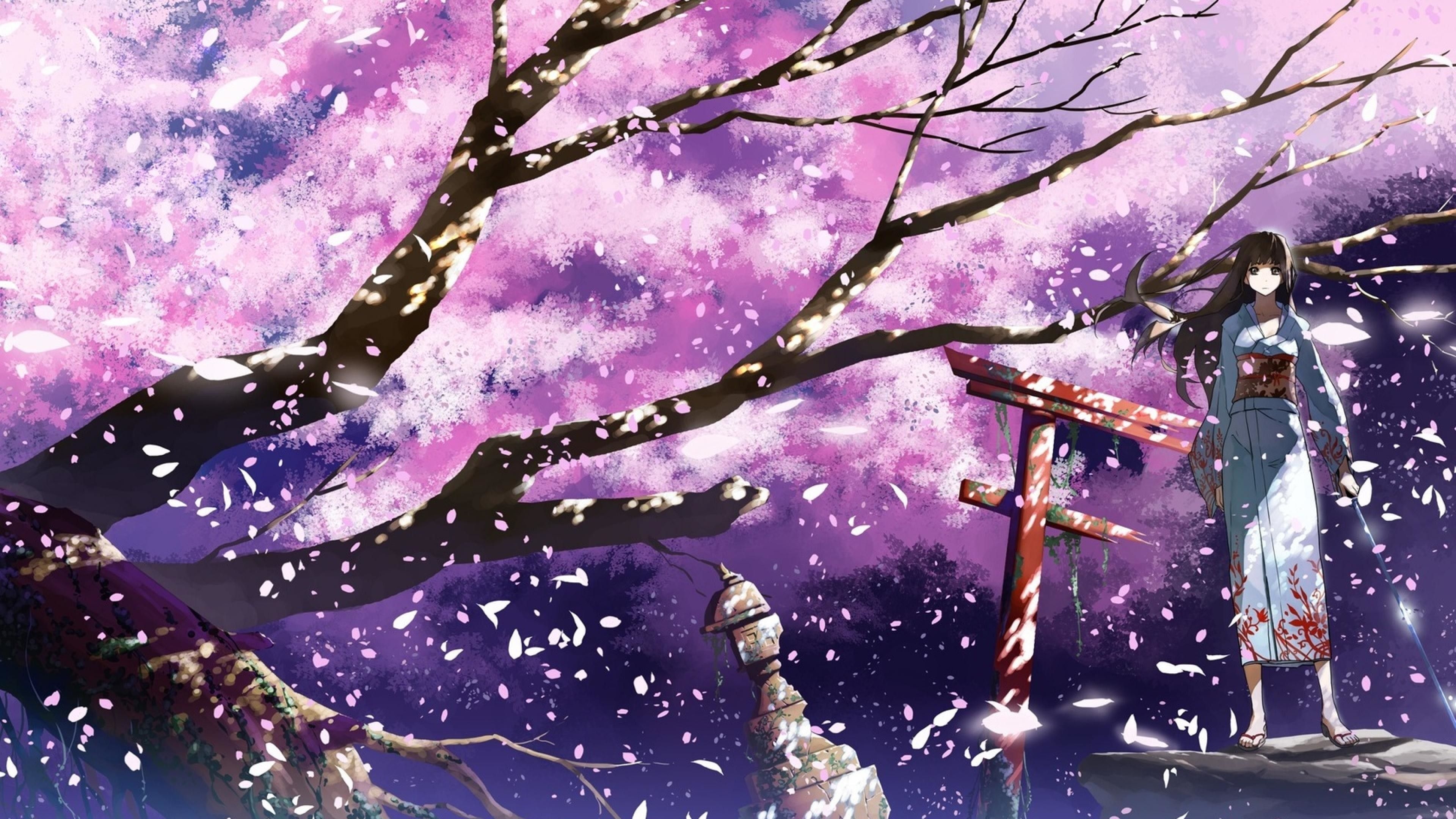 3840x2160 Desktop[4K Of The Day 20] Cherry Blossoms, Desktop