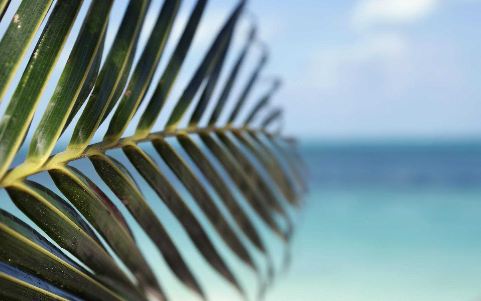 1920x1200 Pretty Palm Leaf Wallpaper 46267  px, Desktop