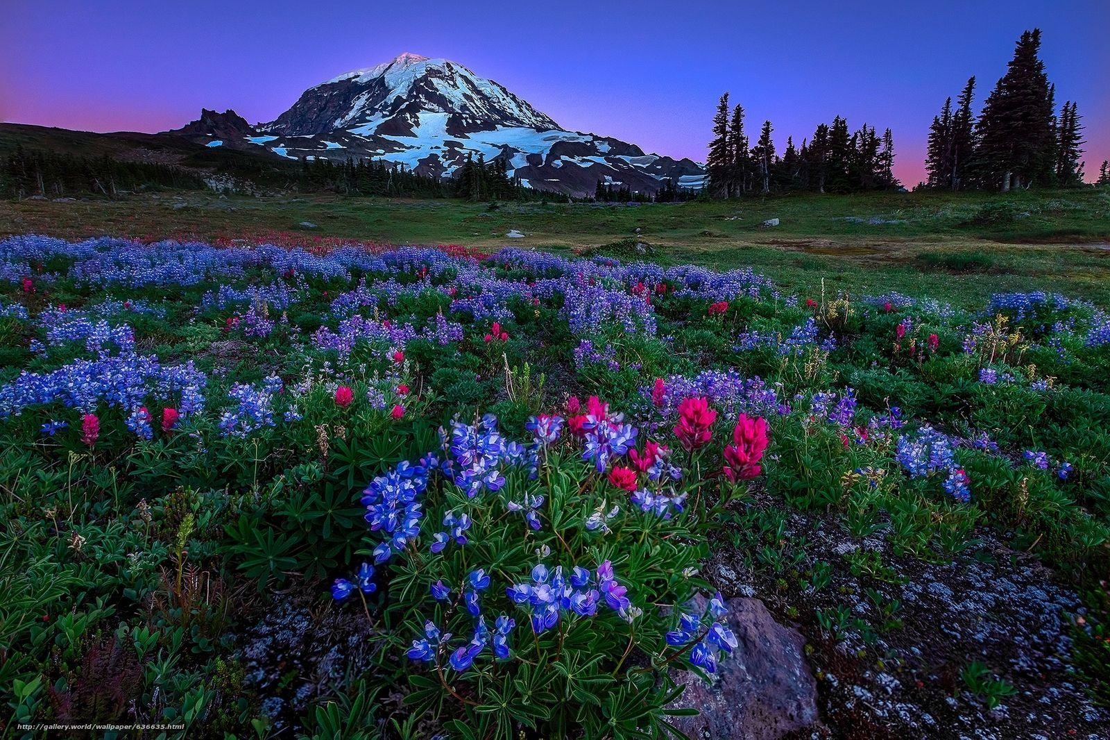 1600x1070 Wallpaper Mount Rainier National Park, US National Parks, Desktop