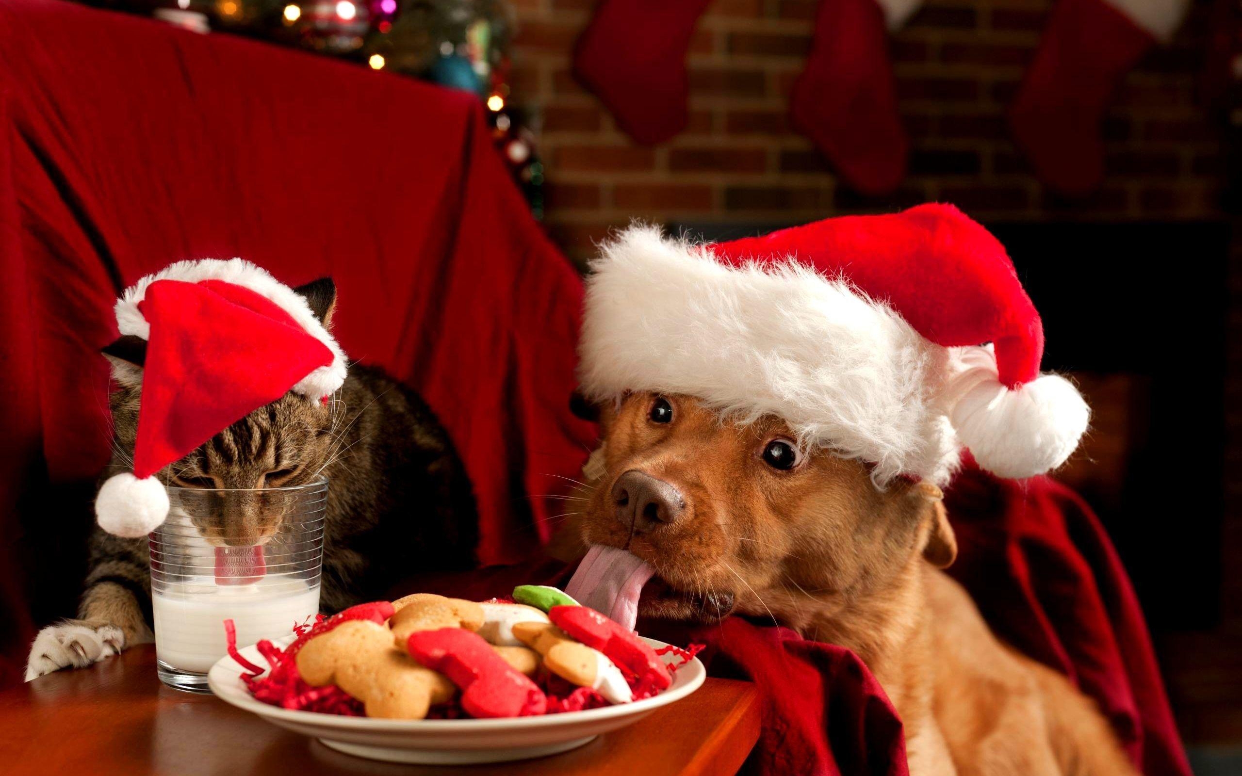 2560x1600 Christmas Kittens Wallpaper, Desktop