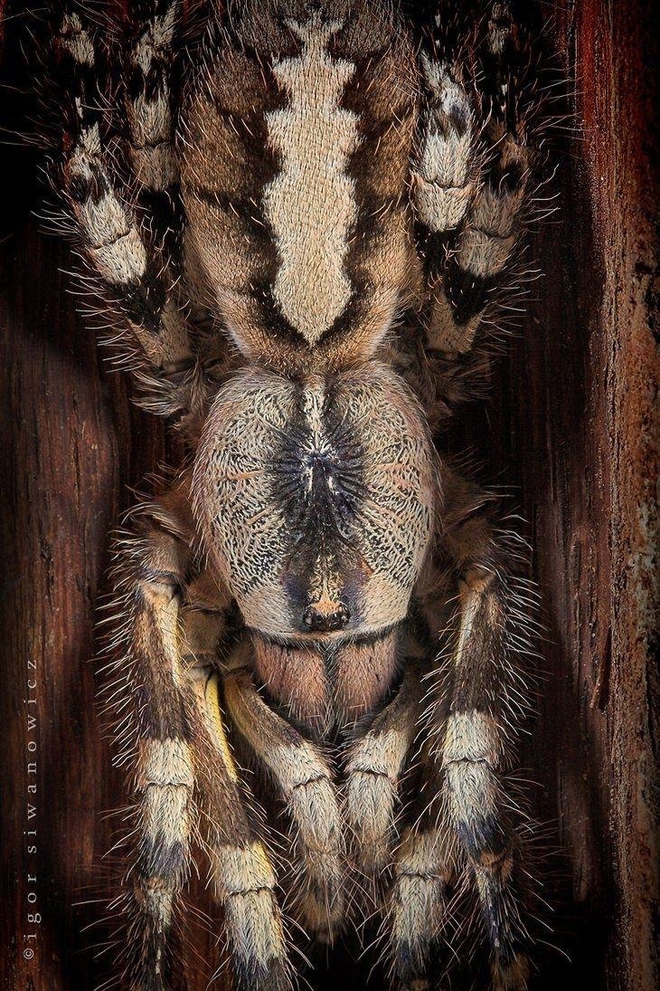 730x1100 best Tarantula image, Phone