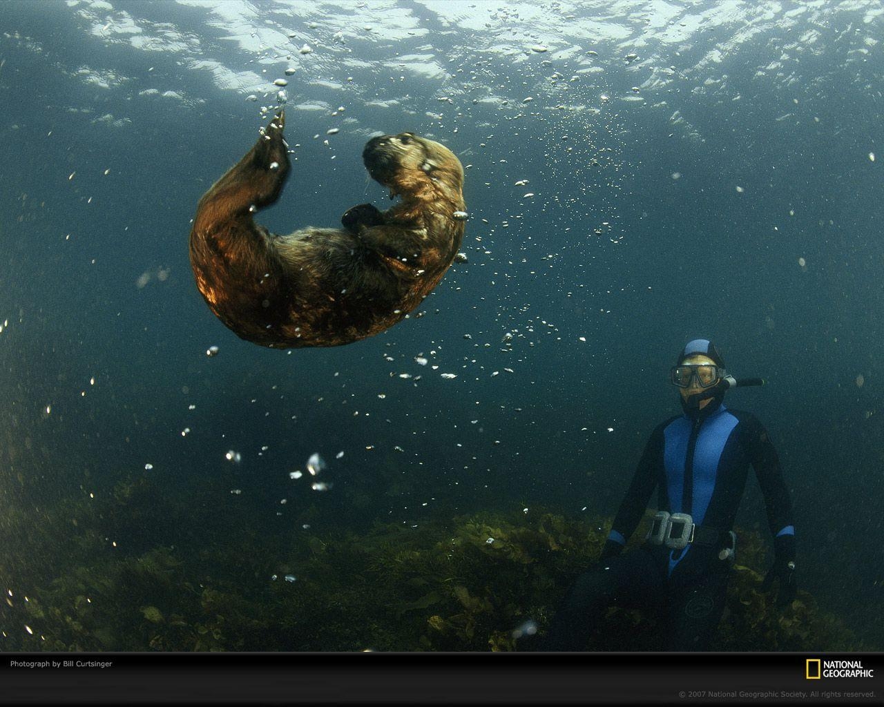 1280x1030 Sea Otter, Monterey Bay, Desktop