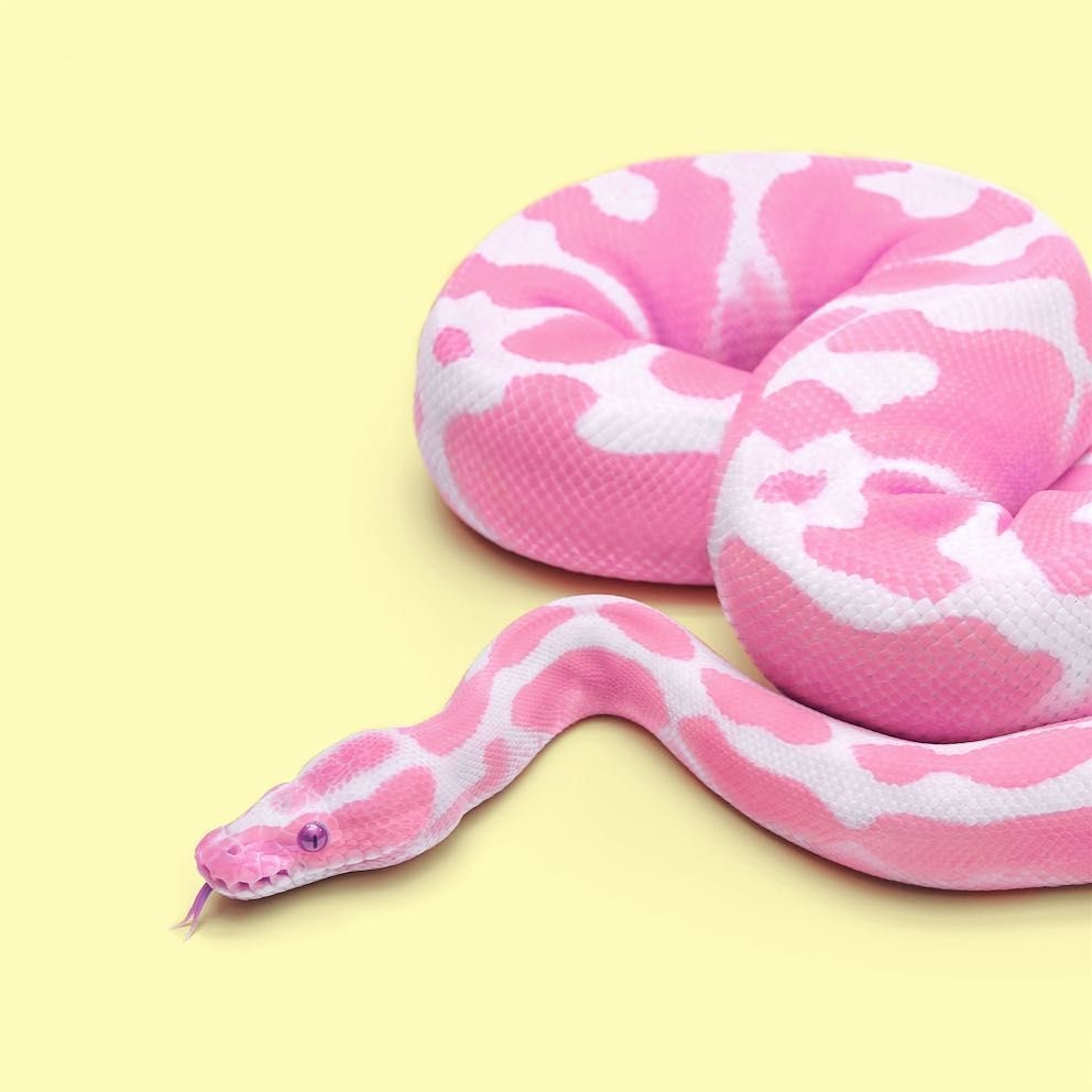 1000x1000 Snake wallpaper.com, Phone