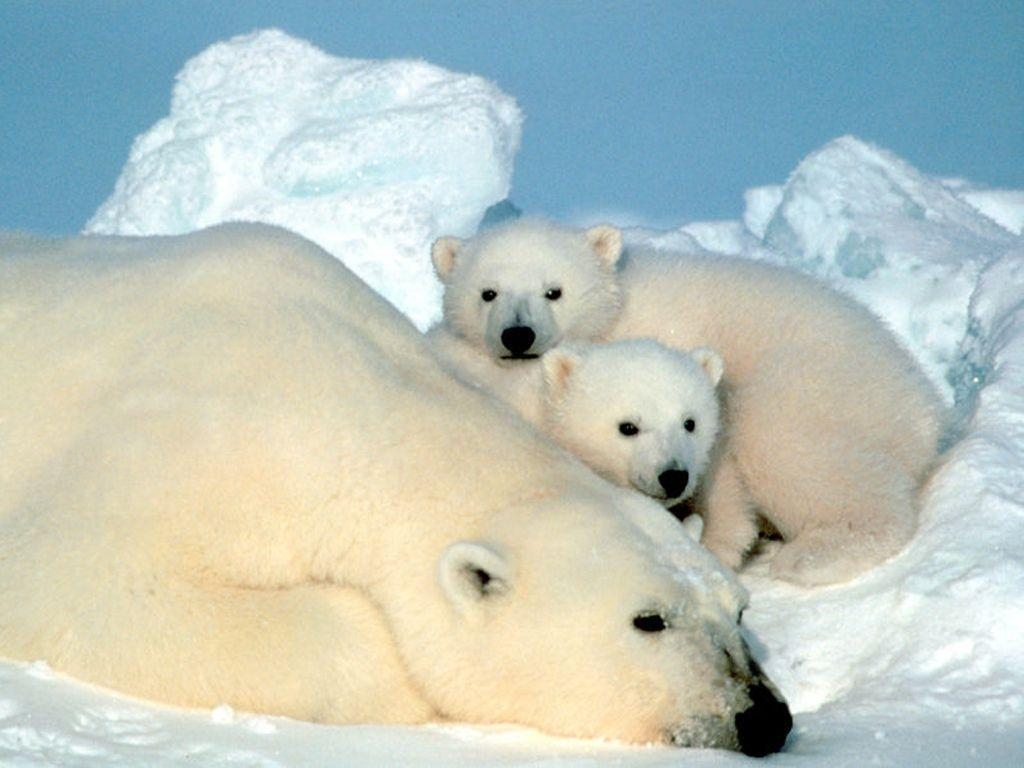 1030x770 Polar Bear Wallpaper. Piccry.com: Picture Idea Gallery, Desktop