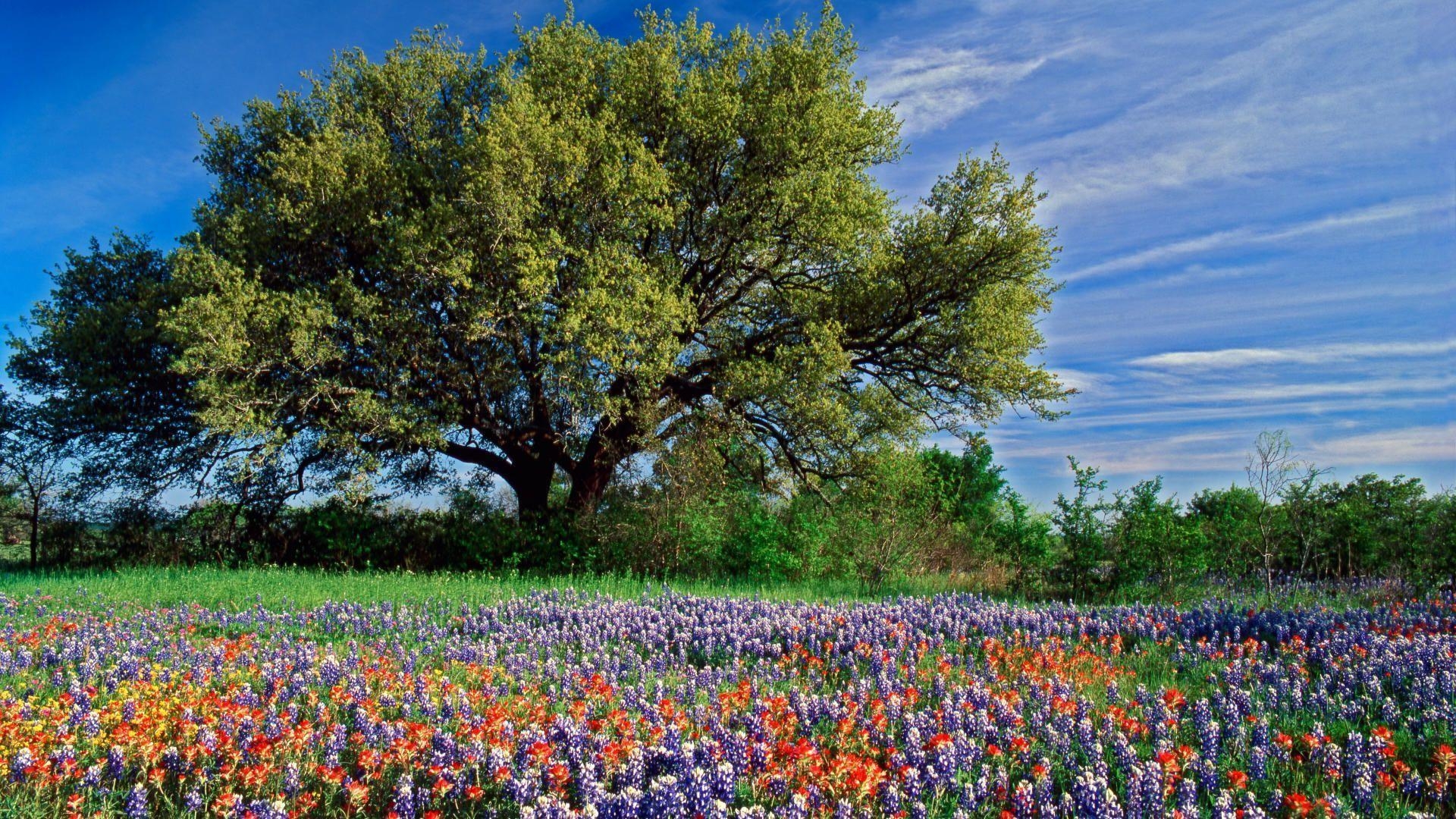 1920x1080 HD Live Oak Among Texas Paintbrush Bluebonnets, Texas. Wallpaper, Desktop