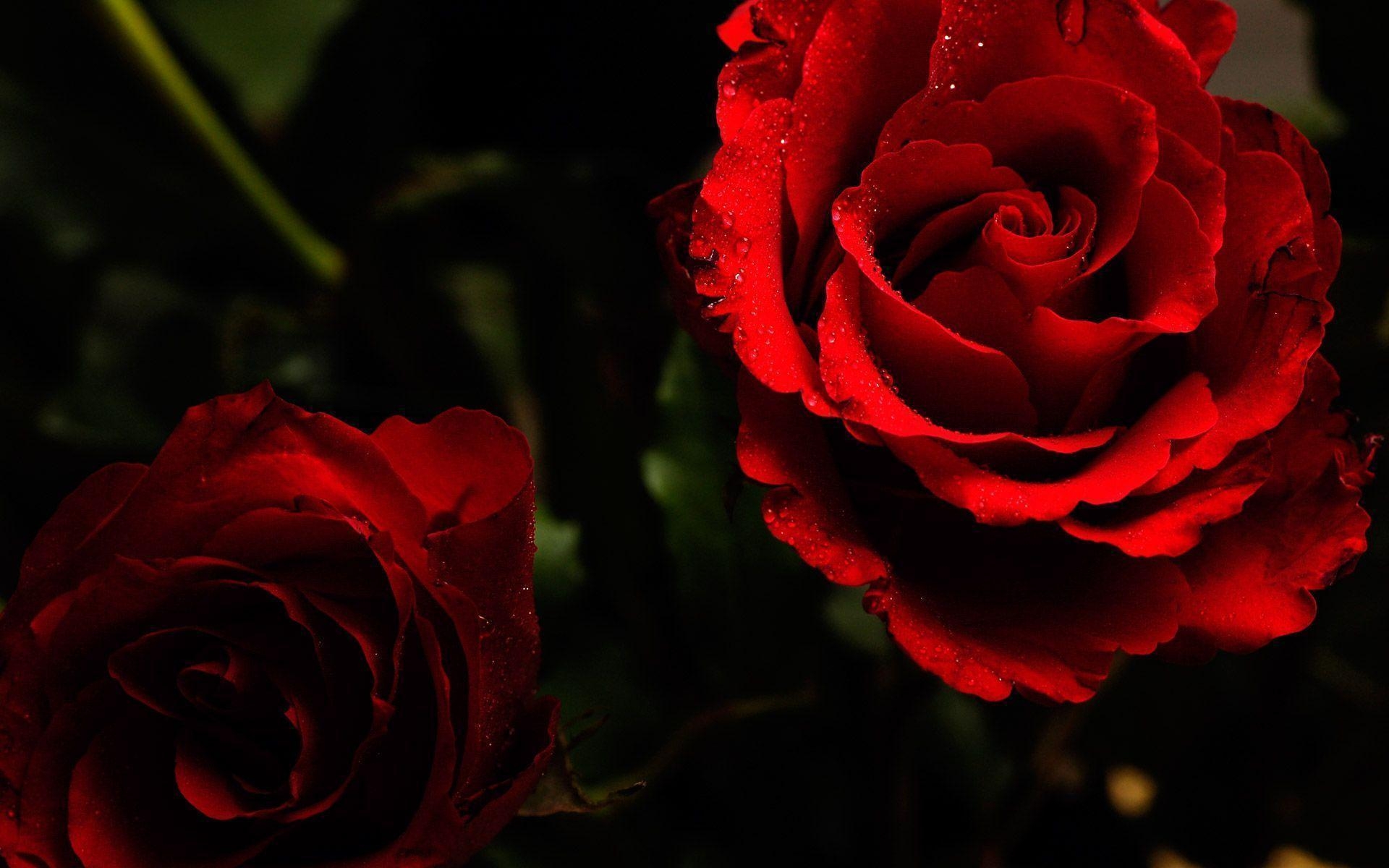 1920x1200 Three Rose Flower wallpaper, Desktop