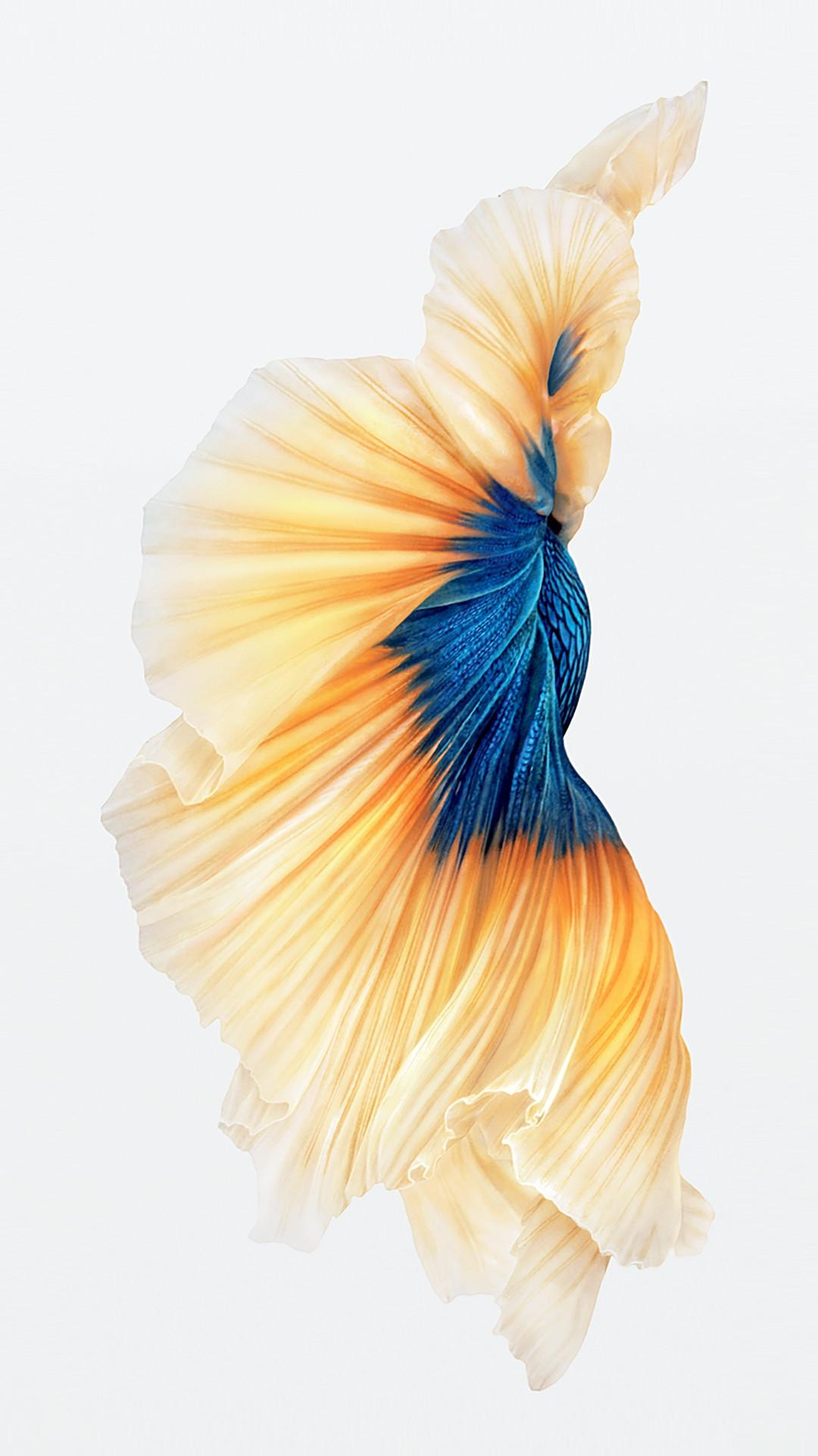 1080x1930 IPhone 6S Fish Wallpaper, Phone