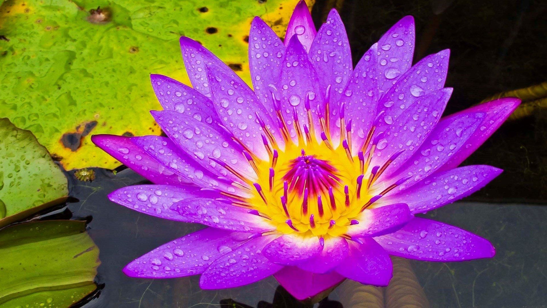 1920x1080 Purple Water Lily HD Wallpaper, Desktop