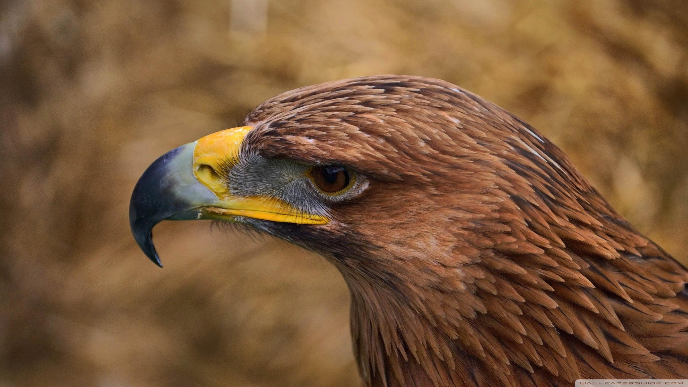 2400x1350 Eagle Eye ❤ 4K HD Desktop Wallpaper for 4K Ultra HD TV • Tablet, Desktop